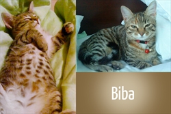 Biba je odmah shvatila svoju ulogu - postala glavna zabavljačica u novom domu ;)